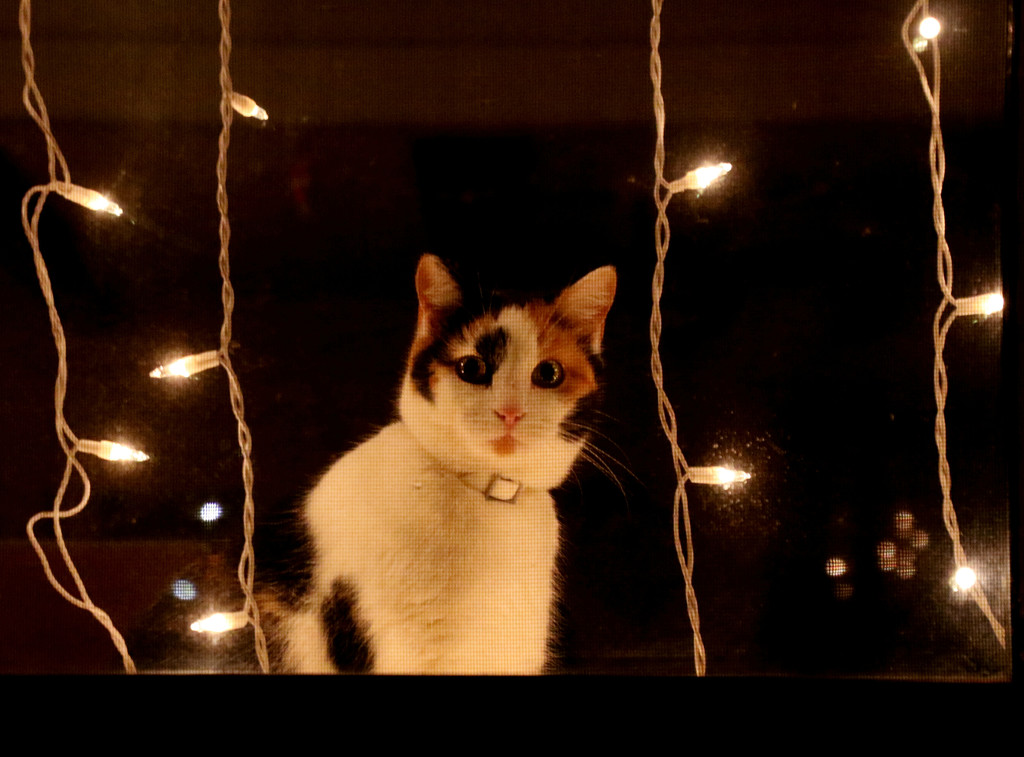 There's A Cat In The Window by lynnz
