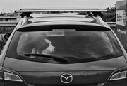 19th Dec 2019 - dogs in cars