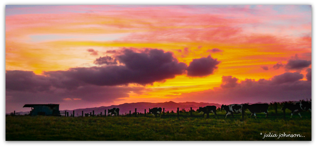 Cows in the Sunrise... by julzmaioro