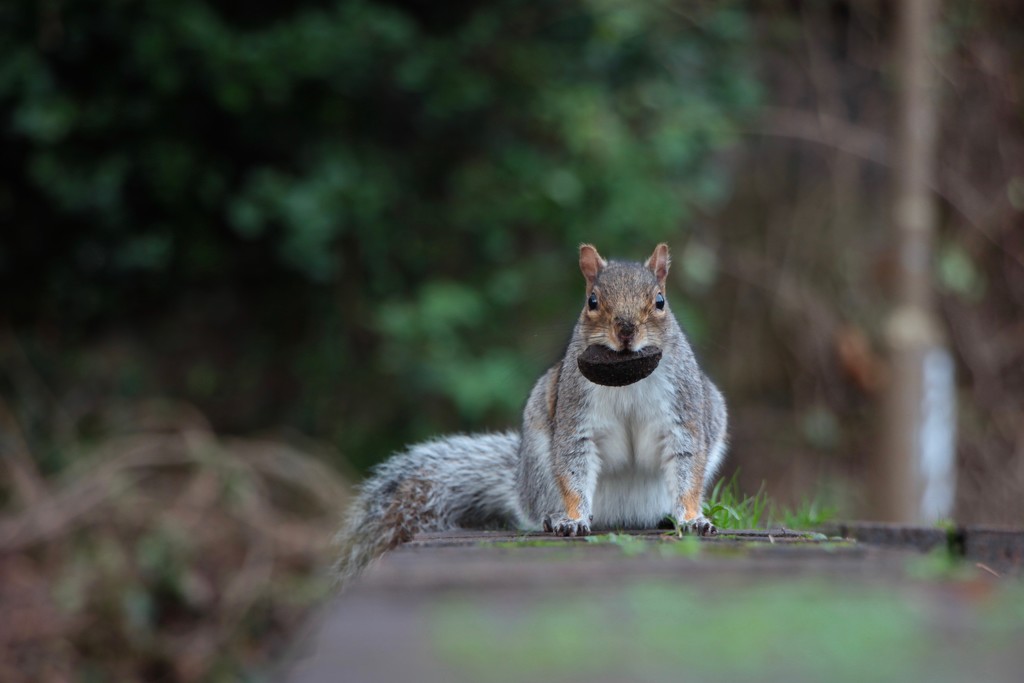 The town squirrel by jamibann