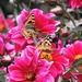 Tortoiseshell and Painted Lady on Pink Dahlias by susiemc