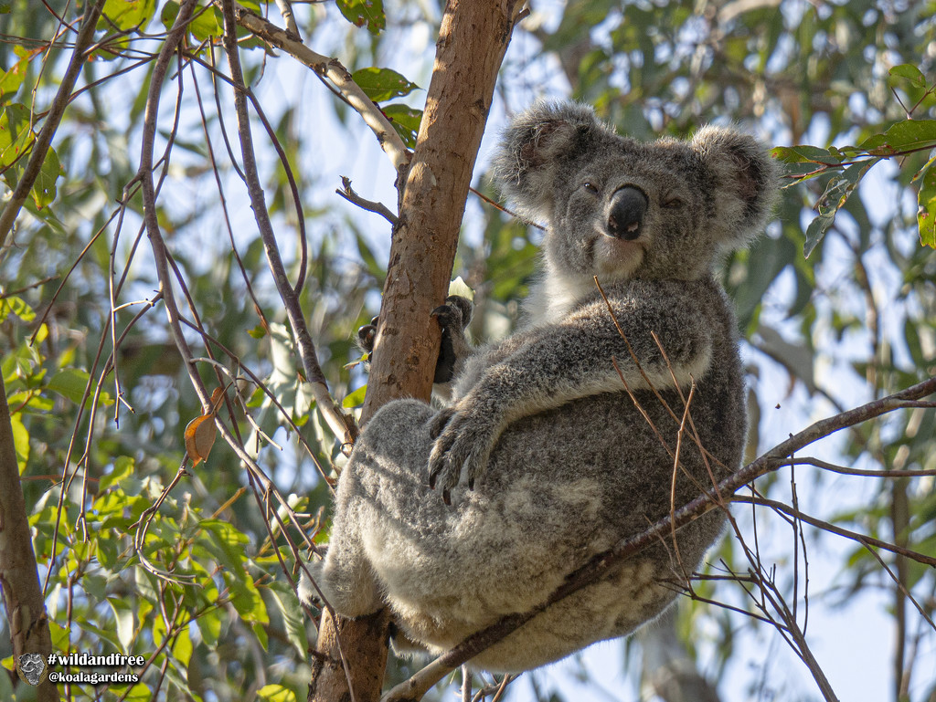 body language by koalagardens