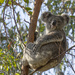 body language by koalagardens