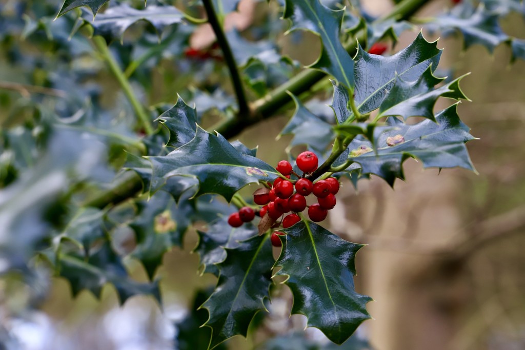 The Holly without the Ivy by carole_sandford