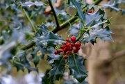 19th Dec 2019 - The Holly without the Ivy