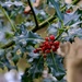 The Holly without the Ivy by carole_sandford