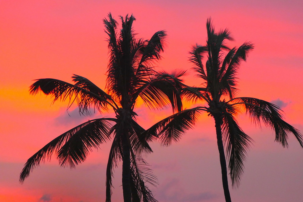 Palms at Sunset by redy4et