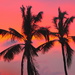 Palms at Sunset by redy4et