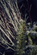 18th Dec 2019 - Frozen Pine