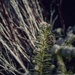 Frozen Pine by ramr