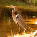 Blue Heron Waiting for me to Exit! by rickster549