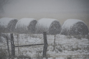 16th Dec 2019 - Snow-covered Haybales