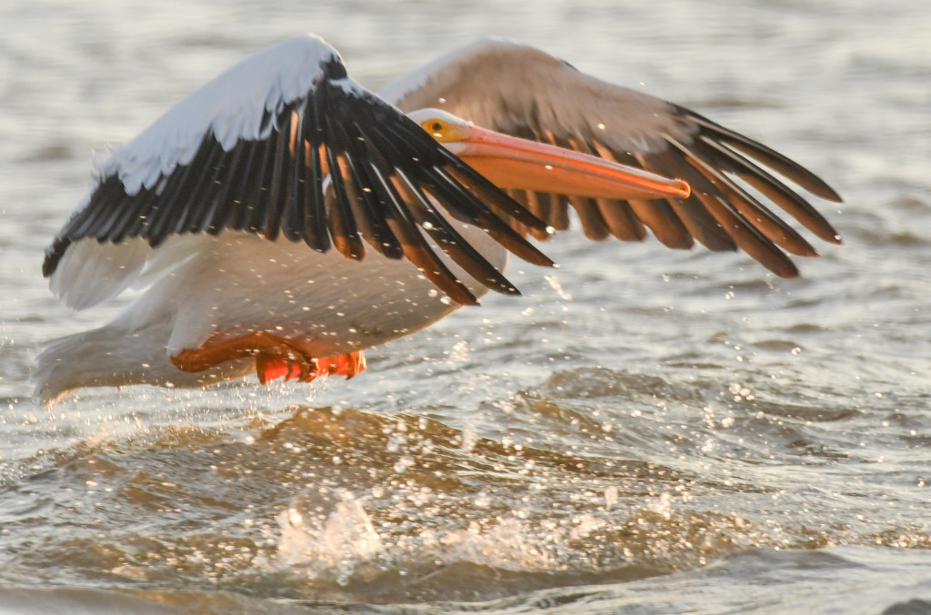 Taking off with a Splash by kareenking