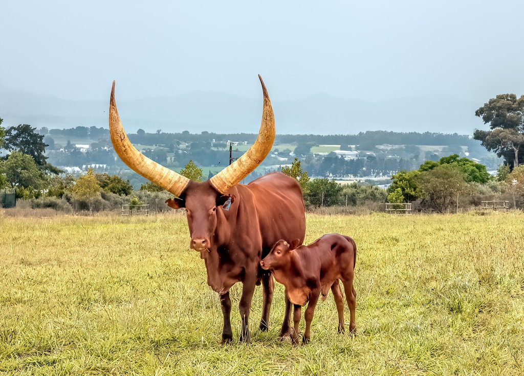 Ankole Cow and calf by ludwigsdiana