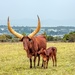 Ankole Cow and calf by ludwigsdiana