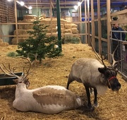 9th Dec 2019 - Reindeer in Seattle 