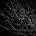 Tree lit by Streetlight by billyboy
