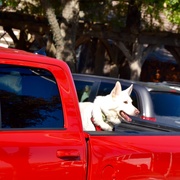 20th Dec 2019 - This is Texas, so it’s “dogs in trucks” here