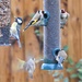  Goldfinches and a Coal Tit  by susiemc