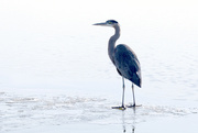 20th Dec 2019 - Skating Away On The Thin Ice Of A New Day....