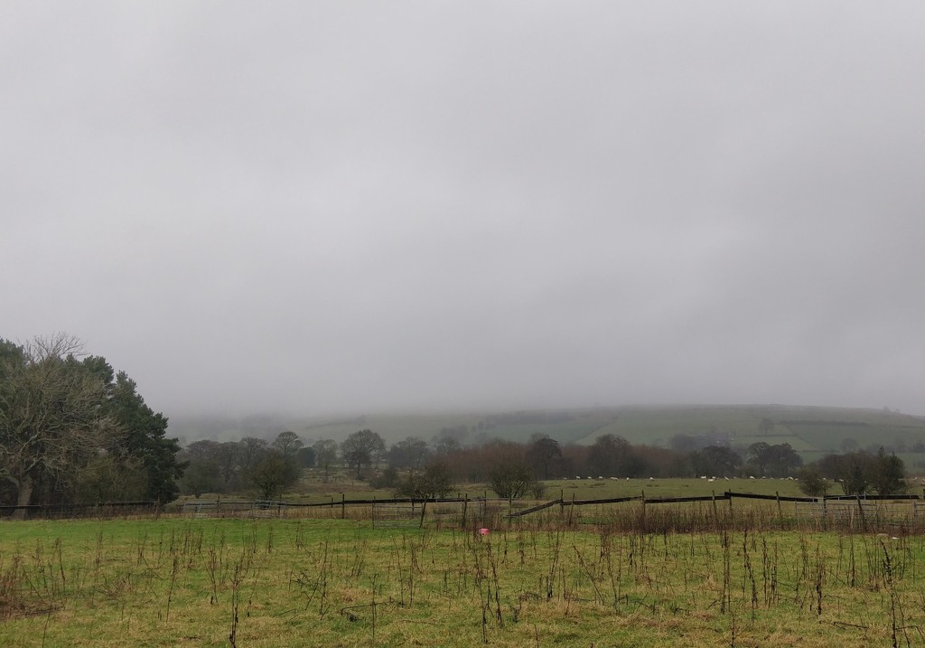 Another damp and foggy kind of day by roachling