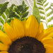 Sunflower by nickspicsnz