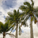 Palm Tree Trio by kvphoto