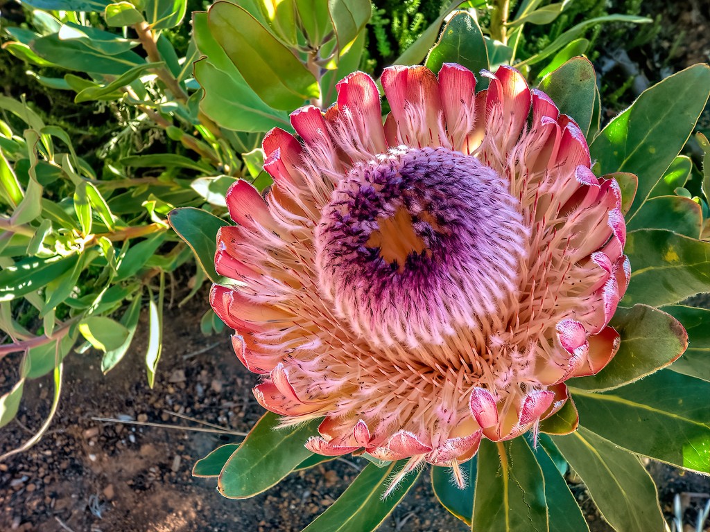 Another Protea by ludwigsdiana