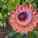 Another Protea by ludwigsdiana