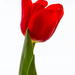 Red tulip by elisasaeter