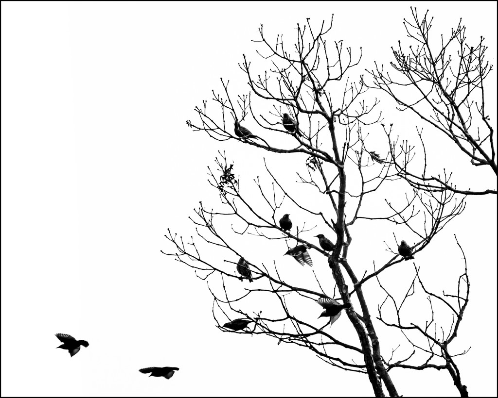 lots of blackbirds by jernst1779