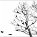 lots of blackbirds by jernst1779