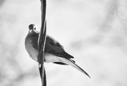 21st Dec 2019 - Bird on an icy wire 