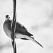 Bird on an icy wire  by mzzhope