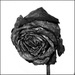Rose in black by ramr