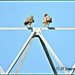 Towering Hawks... by soylentgreenpics