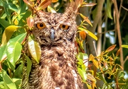 22nd Dec 2019 - The Spotted Eagle Owl 