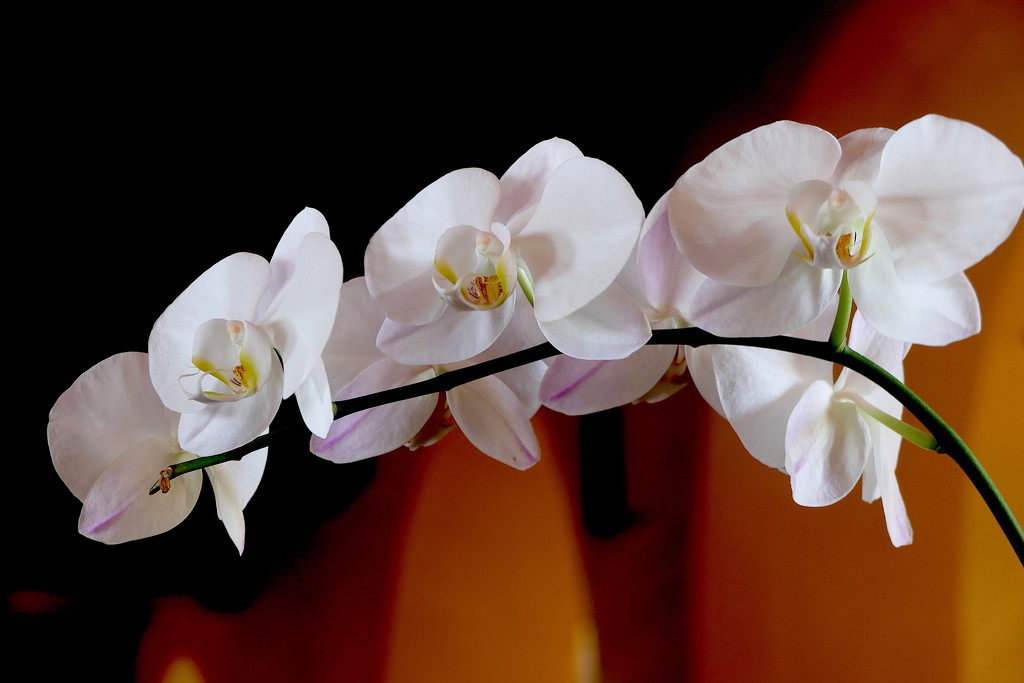 And may all your orchids be white! by redy4et