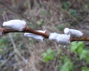 17th Dec 2019 - Wet Pussy Willow