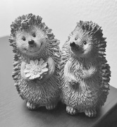 10th Dec 2019 - Cutie hedgehogs...