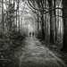 rush hour in Coole Woods by jack4john