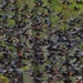 LHG_1314 Blackbirds fly by rontu