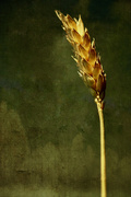 22nd Dec 2019 - Stalk of Wheat 