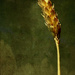 Stalk of Wheat  by mzzhope