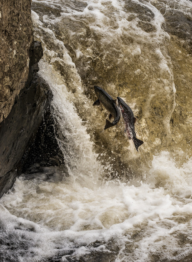 Salmon Spawning Miracle by jgpittenger