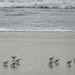 Sanderlings At Water's Edge by jgpittenger