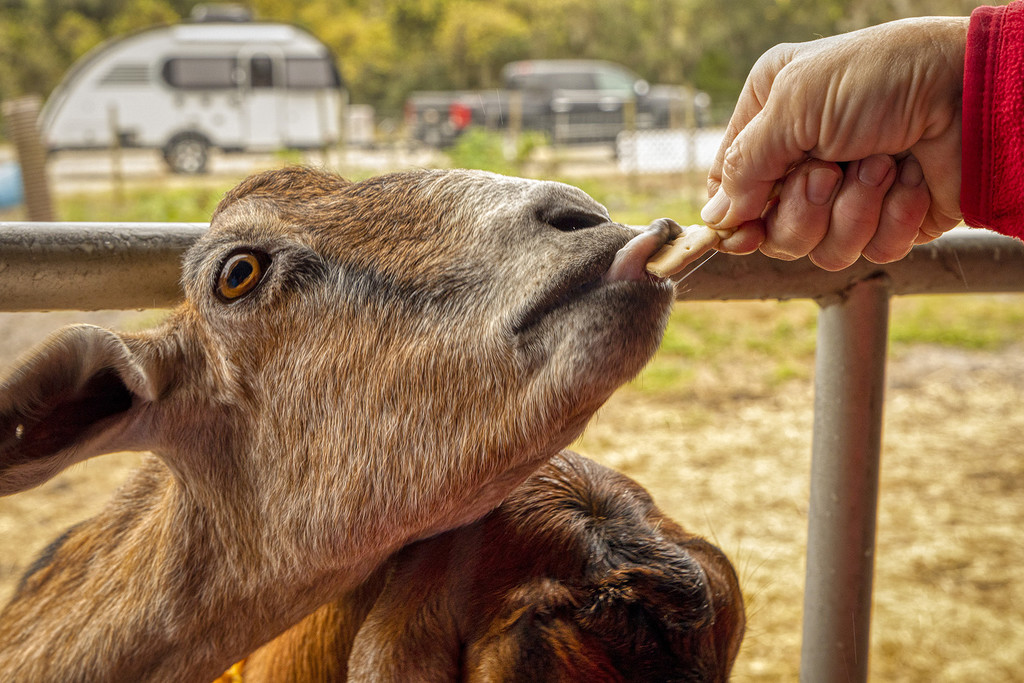 Proctors Goat Farm by kvphoto