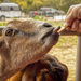 Proctors Goat Farm by kvphoto