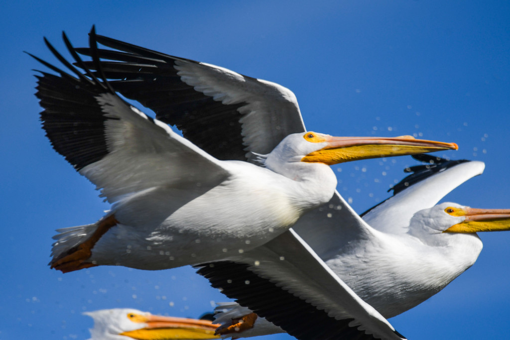 Pelican Trio in Flight by kareenking