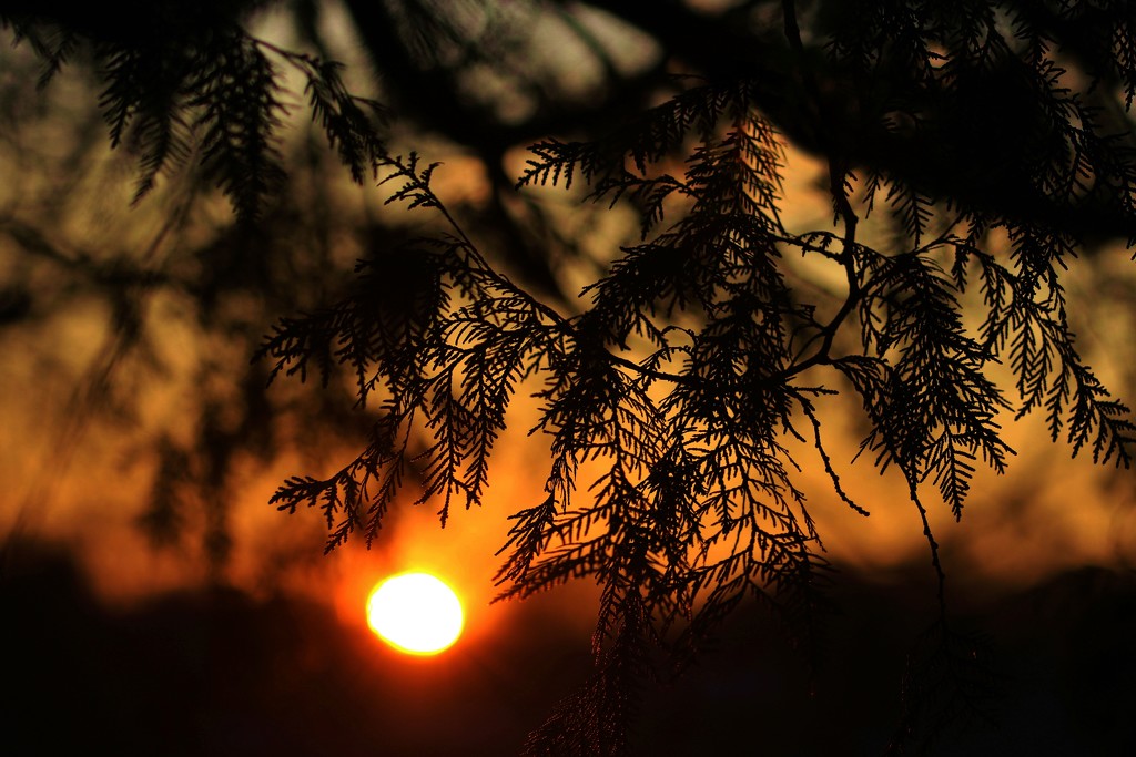 Pine Needle Sunset by lynnz